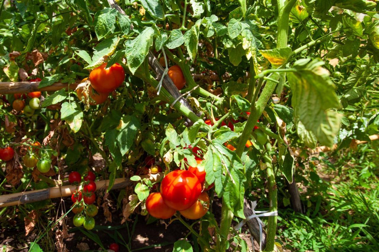 בודווה Eco Village Buljarica מראה חיצוני תמונה